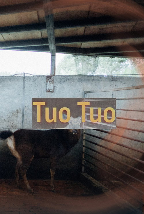 Tuo Tuo Poster