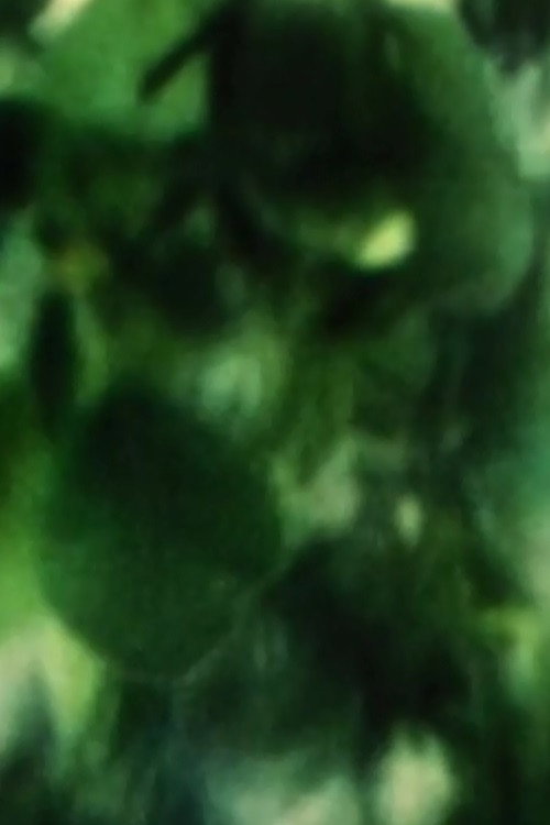 Plum Tree Zoom Poster