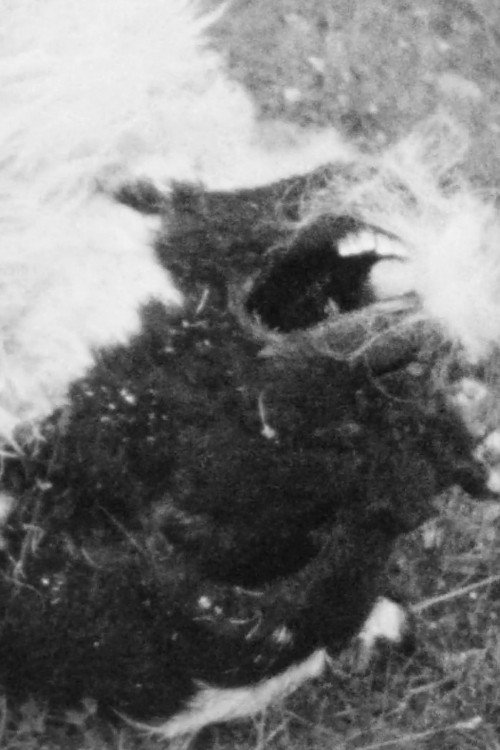 The Breath of Sheep Poster